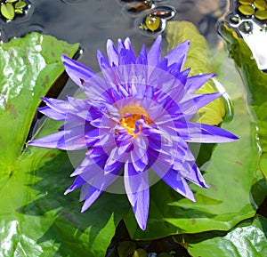 Water lily. Nymphaeaceae