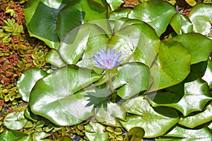 Water lily. Nymphaeaceae