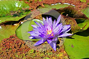 Water lily. Nymphaeaceae