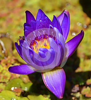 Water lily. Nymphaeaceae