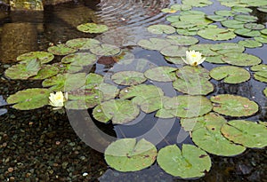 Water Lily (nymphaeaceae)