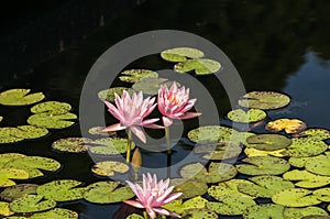 Water lily nymphaeaceae