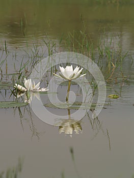 Water lily, Nymphaeaceae