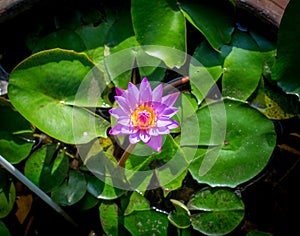 Water Lily or Nymphaeaceae