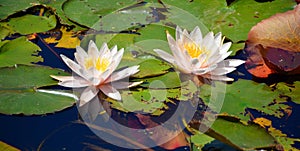 Water lily. Nymphaeaceae is a family of flowering plants.