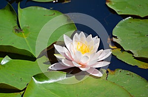 Water lily. Nymphaeaceae is a family of flowering plants.