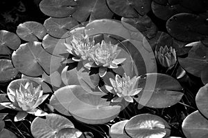 Water lily. Nymphaeaceae is a family of flowering plants.