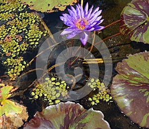 Water lily. Nymphaeaceae is a family of flowering plants.