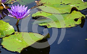 Water lily. Nymphaeaceae is a family of flowering plants.