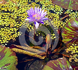 Water lily. Nymphaeaceae is a family of flowering plants.