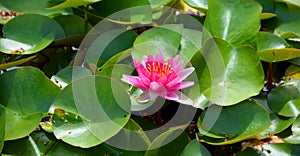 Water lily. Nymphaeaceae is a family of flowering plants