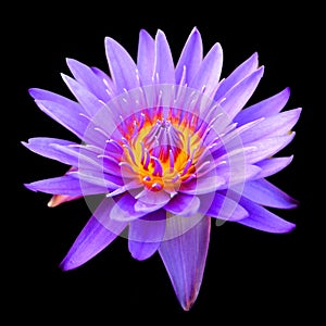 Water lily. Nymphaeaceae is a family of flowering plants