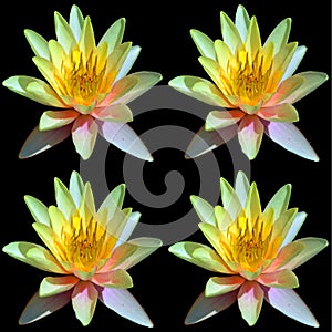 Water lily. Nymphaeaceae is a family of flowering plants.