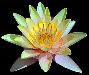 Water lily. Nymphaeaceae is a family of flowering plants.