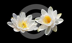 Water lily. Nymphaeaceae is a family of flowering plants.