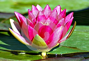 Water lily. Nymphaeaceae is a family of flowering plants