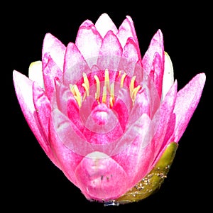 Water lily. Nymphaeaceae is a family of flowering plants.