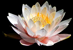 Water lily. Nymphaeaceae is a family of flowering plants.