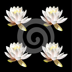 Water lily. Nymphaeaceae is a family of flowering plants.