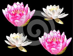 Water lily. Nymphaeaceae is a family of flowering plants.