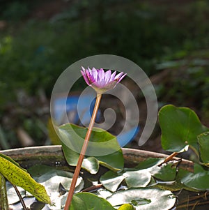 Water Lily or Nymphaeaceae