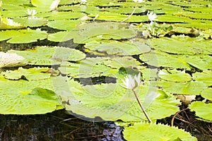 Water lily Nymphaeaceae floating on the surface of the Rio Dulce river
