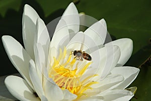 A Water Lily Nymphaeaceae and a Honey Bee Apis flying to the flower to nectar.