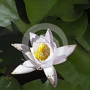 Water lily nymphaeaceae or lily pad - Zelazowa Wola, Mazowieckie, Poland