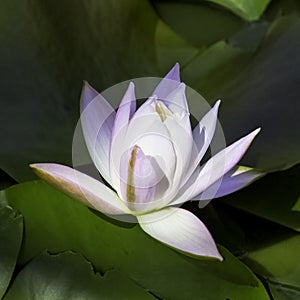 Water lily, nymphaeaceae or lily pad - Zelazowa Wola, Mazowieckie, Poland photo