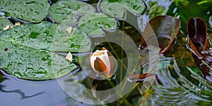 water lily Nymphaeaceae in the pond