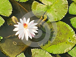 Water lily - Nymphaeaceae - Stock Image