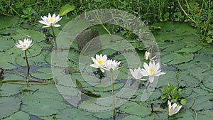 Water Lily Nymphaeaceae, water lilies, lilly blooming in pond.