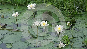 Water Lily Nymphaeaceae, water lilies, lilly blooming in pond.