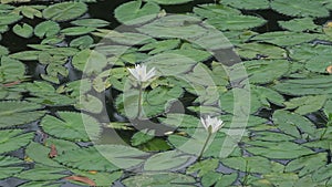 Water Lily Nymphaeaceae, water lilies, lilly blooming in pond.