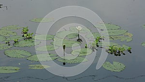 Water Lily Nymphaeaceae, water lilies, lilly blooming in pond.