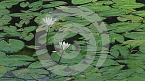 Water Lily Nymphaeaceae, water lilies, lilly blooming in pond.