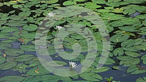 Water Lily Nymphaeaceae, water lilies, lilly blooming in pond.