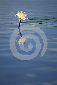 Water lily in Okavango delta, Botswana.