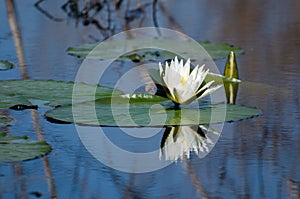 Water Lily Pad Flower, Savannah National Wildlife Refuge