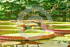 Water Lily Pad of Victoria Amazonica in a tropical pond