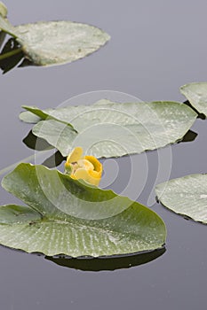 Water lily and pads.