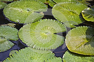 Water Lily Pads