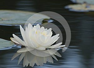 Water lily and Pads