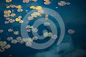 Water lily pads with cloud reflection in deep blue water