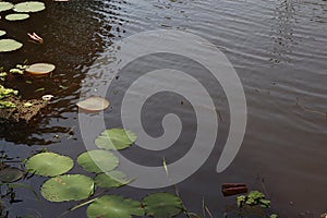 Water lily pads floating in a pond