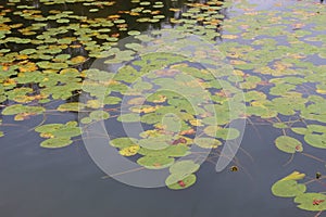 Water lily pads on the Ibm lake, or Heratinger lake, in Upper Austria, in autumn.
