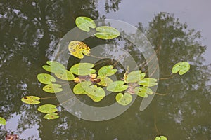 Water lily pads on the Ibm lake, or Heratinger lake, in Upper Austria, in autumn.