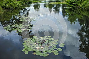 Water lily pads on lake