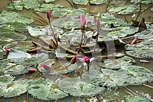 Water lily pads in a pond