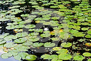 Water with lily pads, wetlands